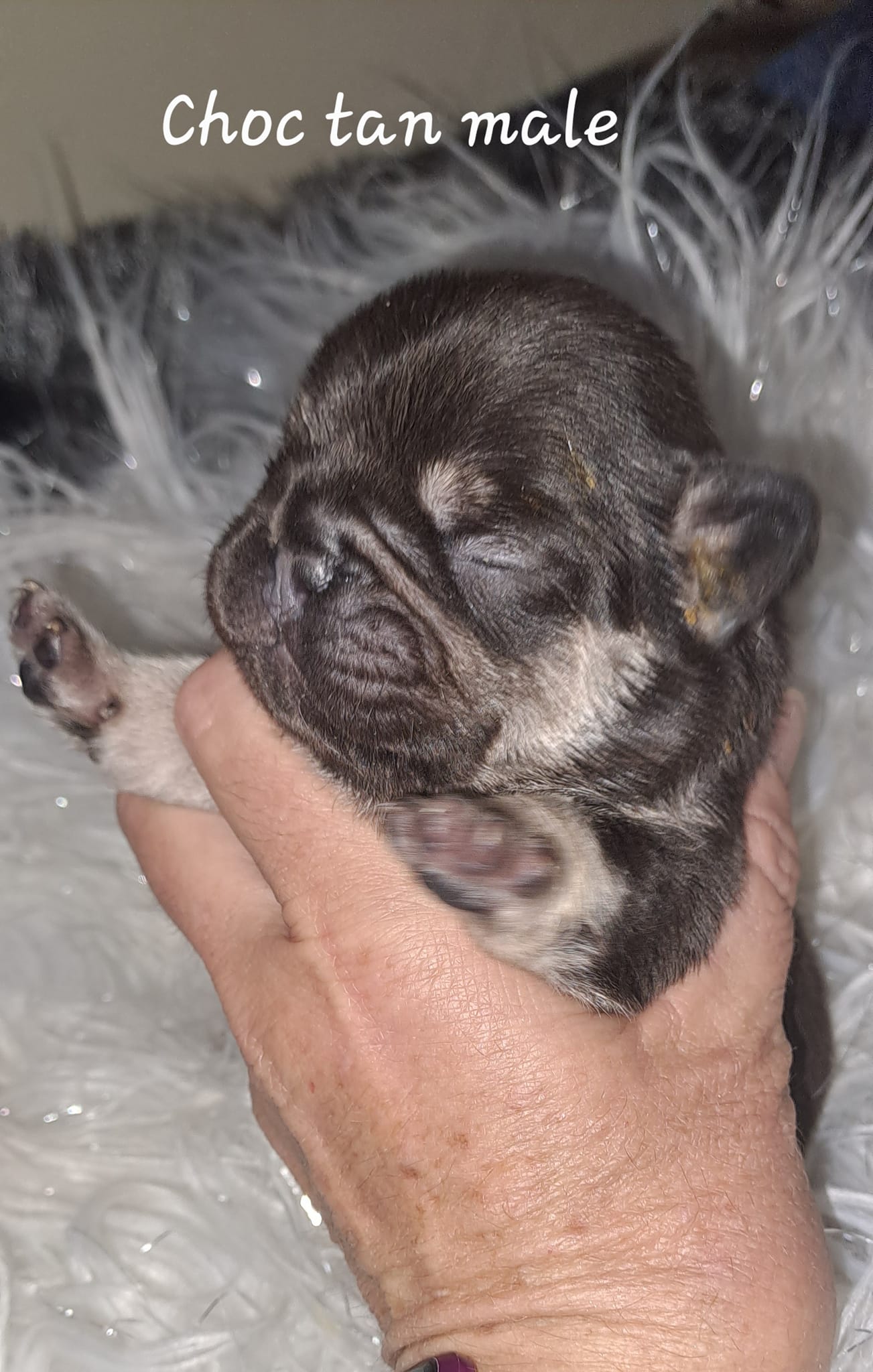 choc-tan-french-bulldog-male